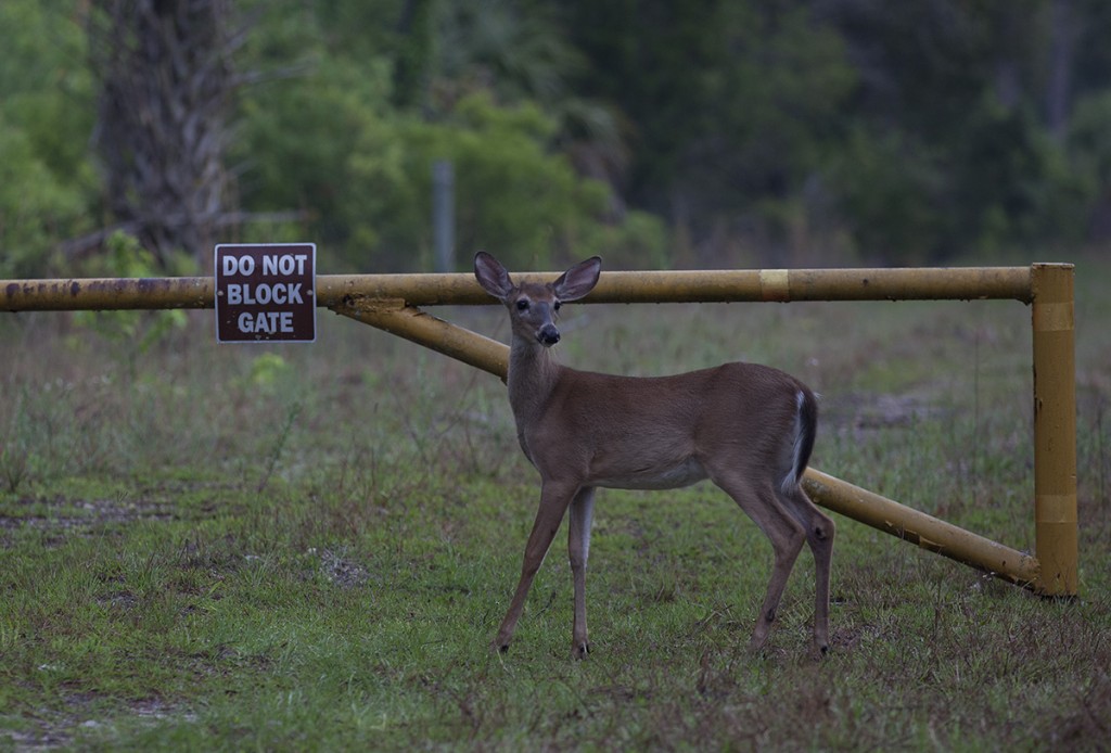 White-tailed deer on the Lower Suwanne National Wildlif Refuge, Florida