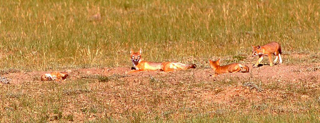 Swift fox family on federal land, Wyoming