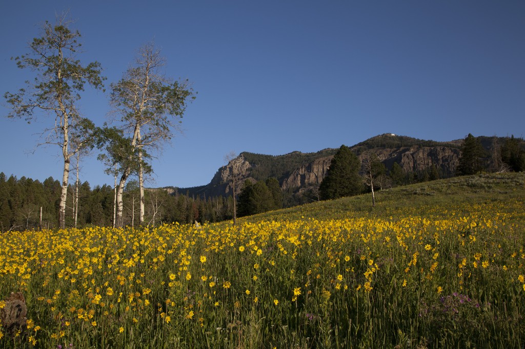 Druid Peak, Yellowstone National Park