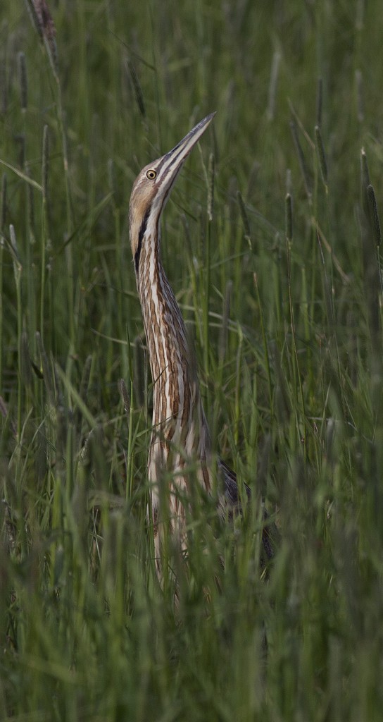 Bittern on Cokeville Meadow National Wildlife Refuge, Wyoming