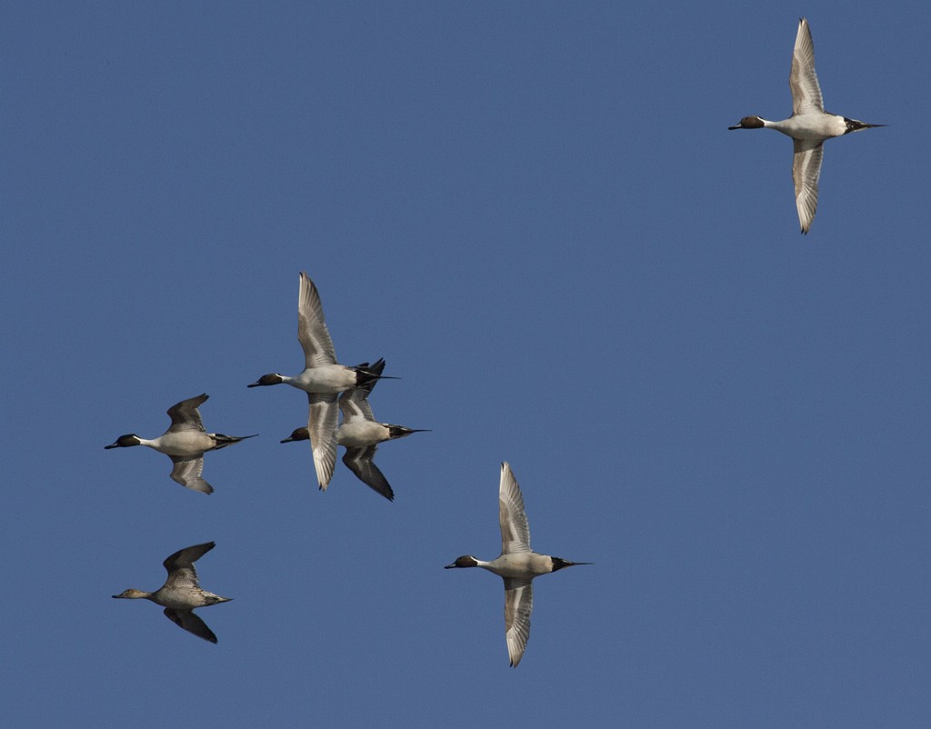 Pintail courtship over a federal waterfowl production area, Nebraska